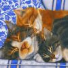 sleepy-cats-paint-by-numbers