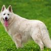 White-German-Shepherd-Feature-alsation-paint-by-numbers