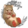 Baby Wombat Illustration