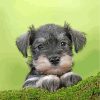 cute-schnauzer-paint-by-numbers