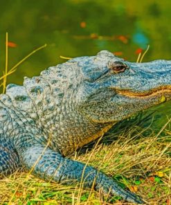 Alligator-resting-near-a-lake-paint-by-numbers