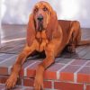 Brown Bloodhound Paint by numbers