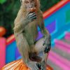 Brown-Monkey-On-Orange-Pumpking-paint-by-number