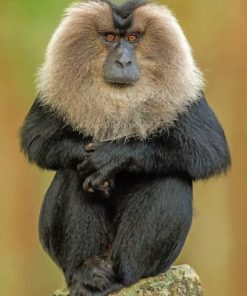 Lion-tailed-macaque-paint-by-numbers