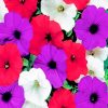 Petunia Flowering Plants Paint by numbers