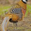 Pheasant Bird paint by numbers