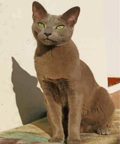 Russian Blue Cat Paint by numbers