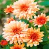 Beautiful Chrysanthemum