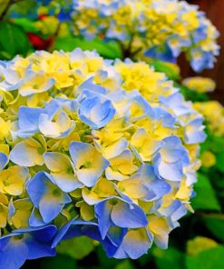 blue-and-yellow-hydrangea-paint-by-numbers