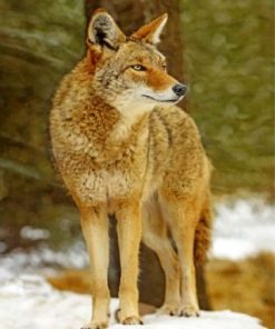 Coyote Wolf Paint by numbers