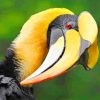 Great Hornbill Paint by numbers