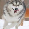 husky-snow-paint-by-numbers