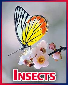 Insects