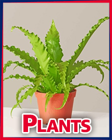 Plants