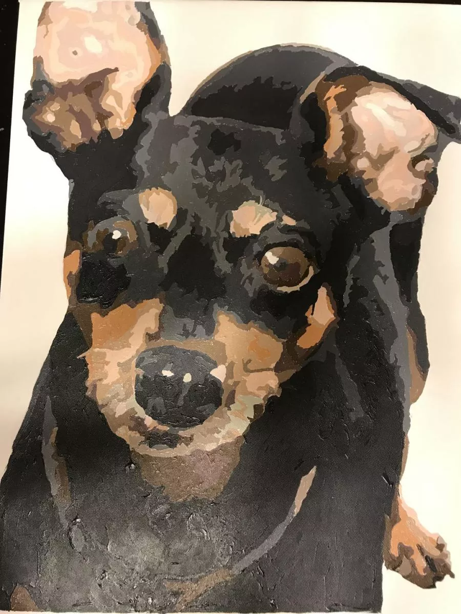 Custom Paint By Numbers​ Pets review 8
